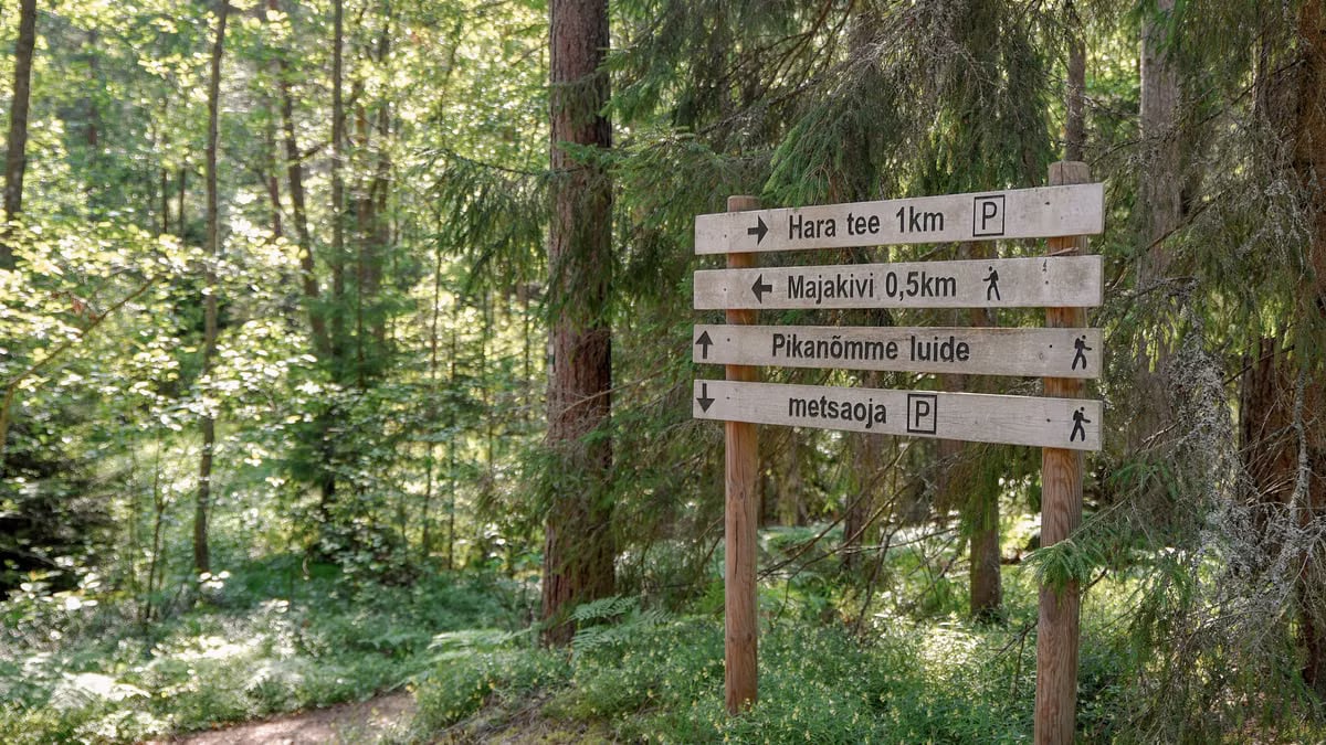 Explore Estonian nature with a guidepost in a lush pine forest, ideal for summer hiking.